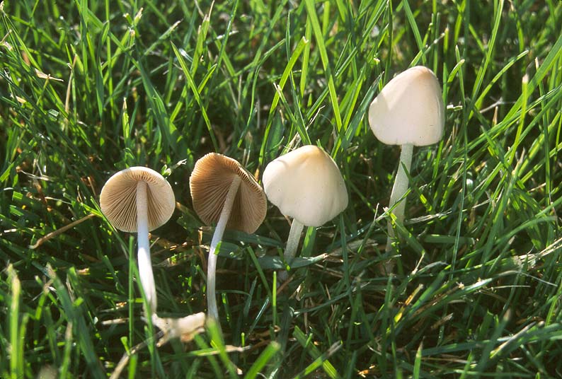 Conocybe apala
